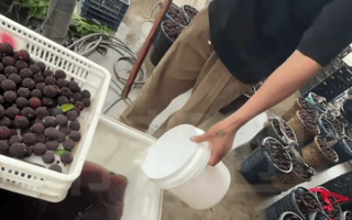 又一网红水果塌房消费者却无力心疼果农了